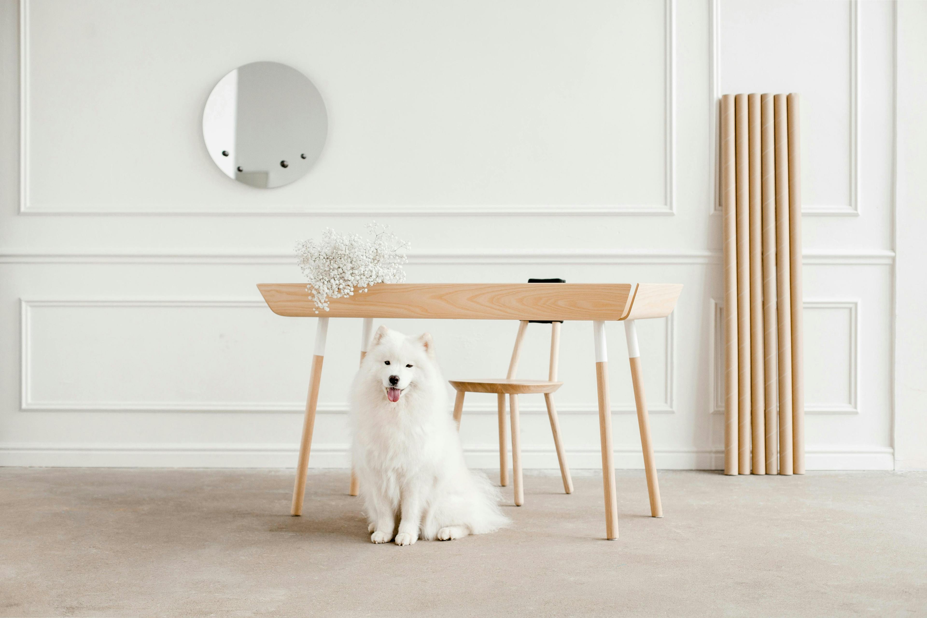 furniture home decor wood dog mammal animal canine pet table desk