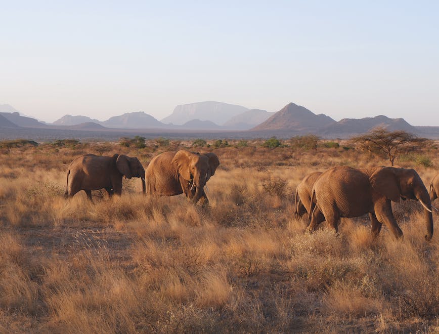 elephant animal mammal wildlife savanna field grassland outdoors nature