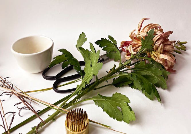 food food presentation cup leaf plant